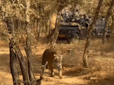 Priyanka Gandhi chased 'Riddhi' for 3 hours in Ranthambore, VIDEO