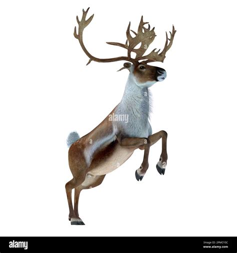 The Caribou deer also called a reindeer lives in the northern regions ...