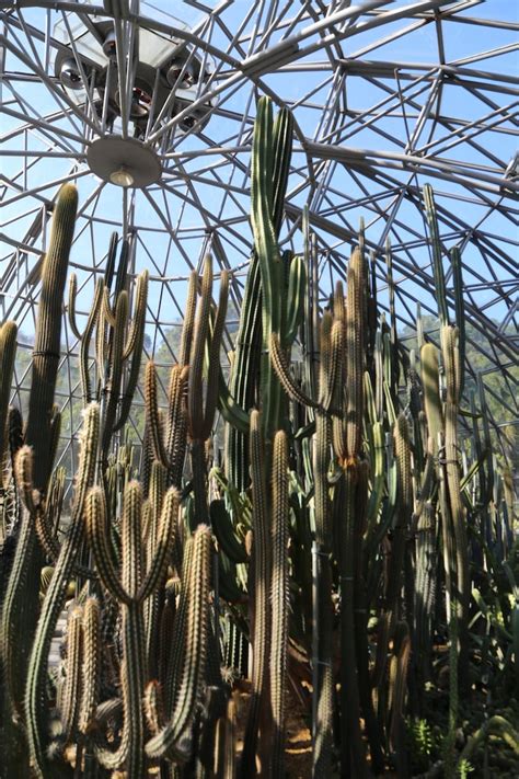 Agave farming Images - Free Download on Freepik