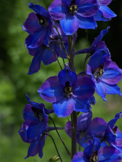 Delphinium ~ Larkspur Plant Care Guide and Varieties | Delphiniums ...