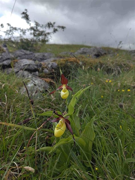 Orchid on the Brink of Extinction Returns to the Wild - Plantlife