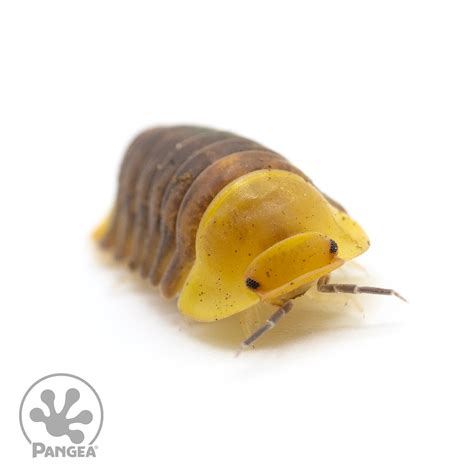 Cubaris sp. ‘Rubber Ducky’ Isopods - Pangea Reptile LLC