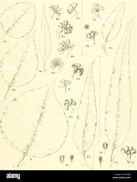 A 1903 study offering a critical revision of the genus Eucalyptus, focusing on the ...