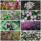 13 Bushes with Pink Flowers You'll Love | Hearth and Vine