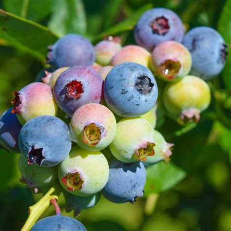 Blueberry "Legacy". Set of 4 starter live plant. – Fam Plants