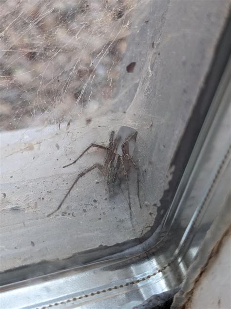 These two have been hanging outside of our windows & eating lots of bugs and other spiders ...