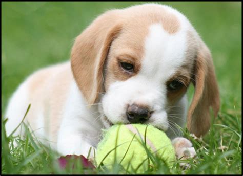 Lemon Beagle Puppy | Beagle puppy, Lemon beagle puppy, Cute beagles