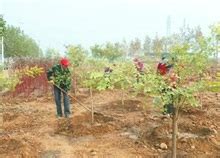促进新栽树生长茂盛的五个小窍门_农业技术_农业之友