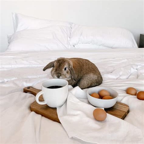 Cozy Earth Sheets Review - Must Read This Before Buying