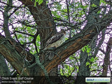 Chick Evans Golf Course: An in-depth look (124 photos)