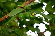 Fungsi Modifikasi Akar Jambu Biji by Fungsi Daun Jambu Biji Cavdar Fungsi Modifikasi Akar Jambu Biji