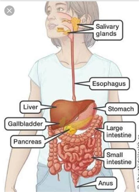 draw a diagram of digestive system and write names of all organs ...