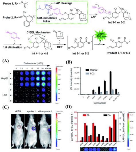 Recent Progress of Activity-Based Fluorescent Probes for Imaging ...