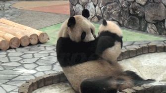 Image result for Pandas Library Python Application