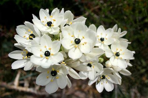 Hollanda Zambağı Ornithogalum Arabicum - agaclar.net
