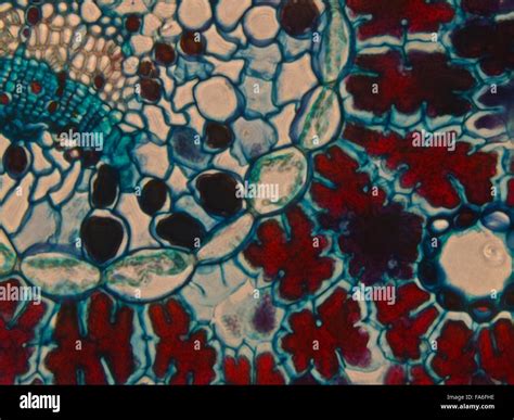 Beauty of Biology under microscopy Stock Photo - Alamy