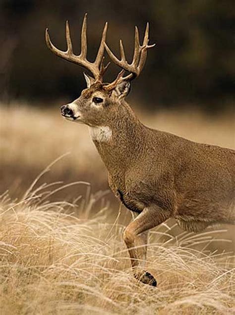 Giant Whitetail Bucks | Big deer, Whitetail deer hunting, Whitetail bucks