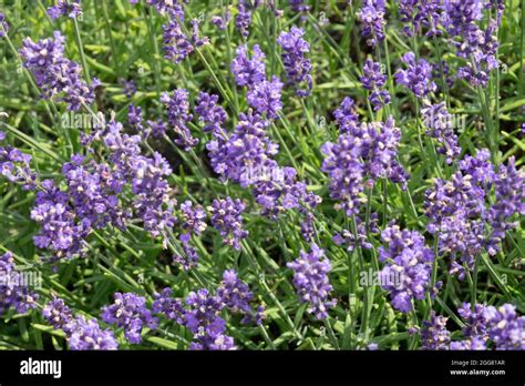 Pale blue Lavender flower bed Lavandula angustifolia 'Riverina Eunice ...