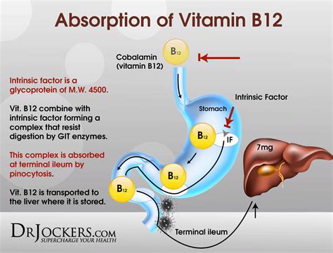 What Affects B12 Absorption