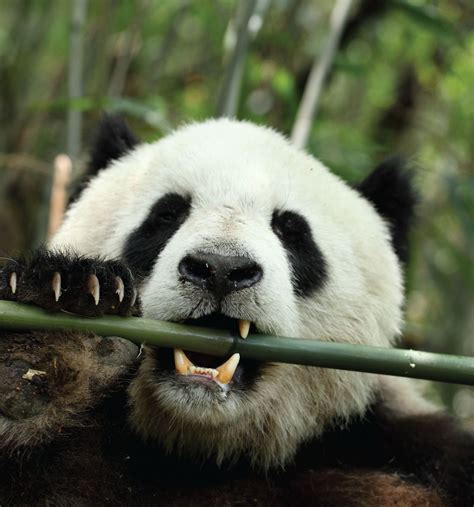 Giant Pandas Eating Bamboo