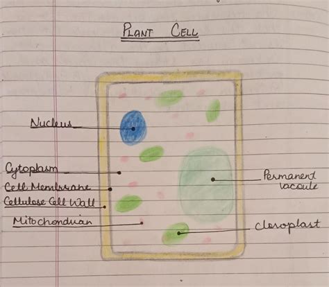 draw a well labbeled diagram of plant and animal cell - Brainly.in