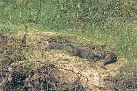 Otterly Beautiful | Nature inFocus