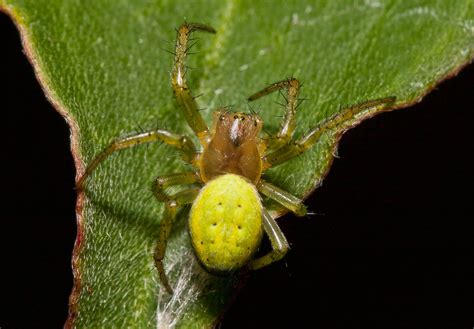 Cucumber Spider – A small but very bright green spider – The False ...