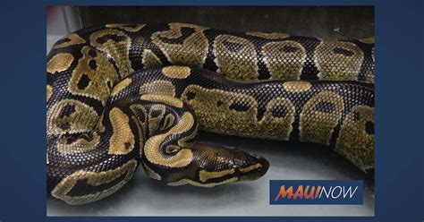 Image result for 6 Foot Ball Python