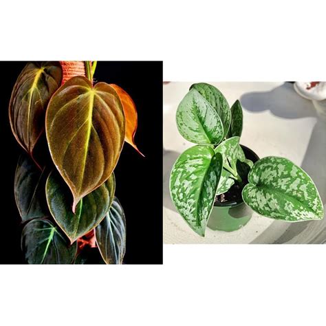 littlejungle little jungle Philodendron Micans velvet leaf ...