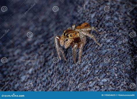 Adanson`s House Jumping Spider Stock Image - Image of entomology ...