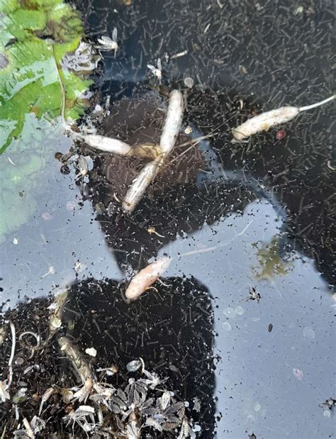 Nottinghamshire Wildlife Trust: Pollinators’ larvae a reminder to not ...