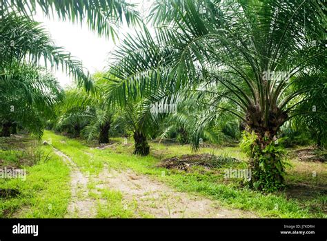 Malaysia Agriculture 的图像结果