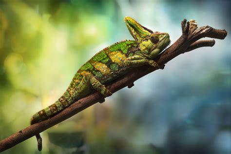 How to Care for Pet Veiled Chameleons
