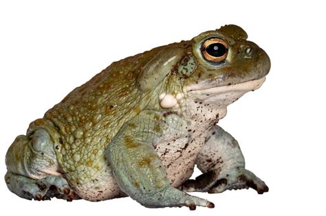 Image result for How to Draw 8-Bit Toad