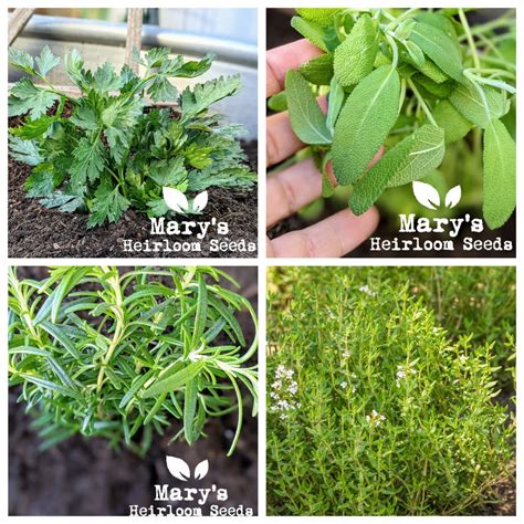 Parsley, Sage, Rosemary & Thyme – Mary's Heirloom Seeds