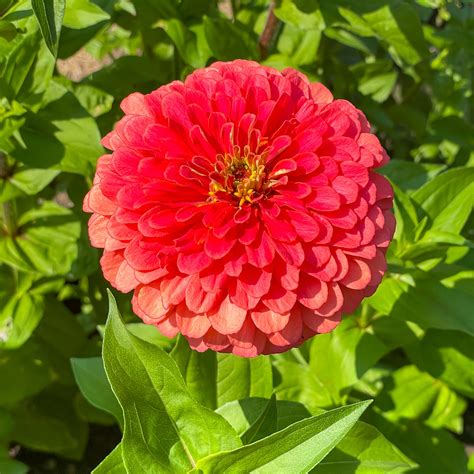 How to Grow Zinnias from Seed - growhappierplants.com