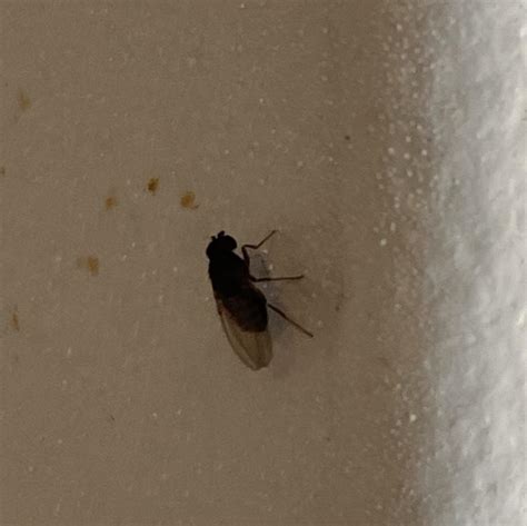 Annoying small black flies : r/whatsthisbug