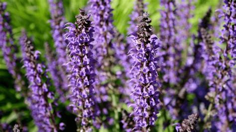Unlock the Enchanting Secrets of Purple Sage: Unveiling Its Magical Uses
