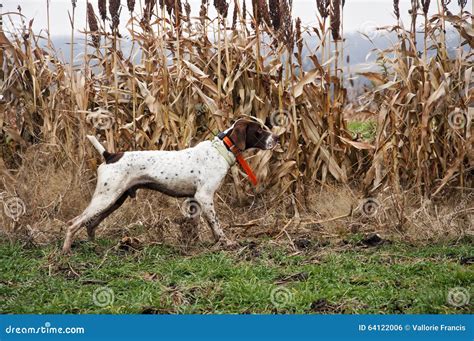 Hunting German Shorthair Dog on Point Stock Photo - Image of shorthair ...