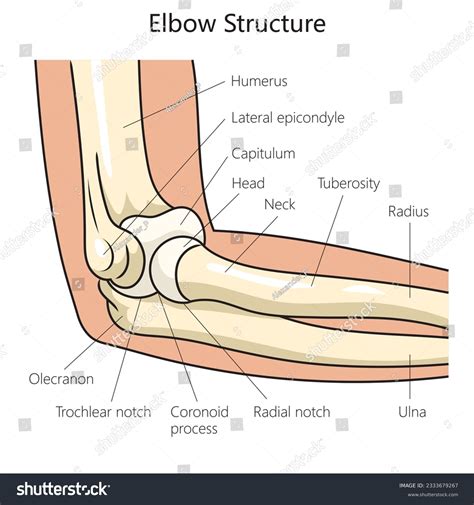 Elbow Joint Diagram Elbow Joint #8 Poster By Science Photo Library