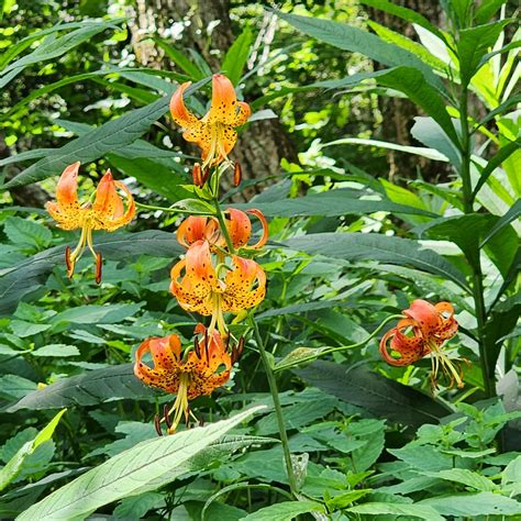 Turk’s Cap Lily (Lilium superbum) Superbloom | Western Carolina ...