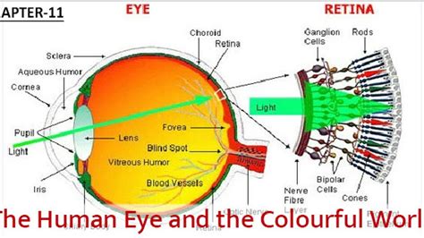 Class 10 Science Chapter 11 Topic Eyes 的图像结果