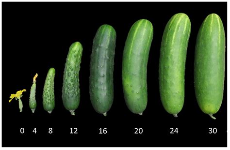 Morphological and Genetic Diversity of Cucumber (Cucumis sativus L ...