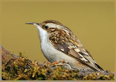 Tree Creeper vs Future Predator 的图像结果