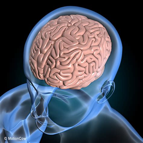 3D FBX human brain anatomy