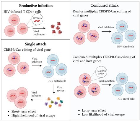 A CRISPR-Cas Cure for HIV/AIDS