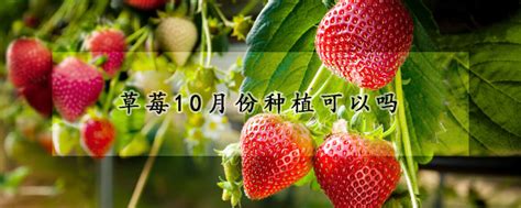 草莓是几月份的水果 - 农业种植网