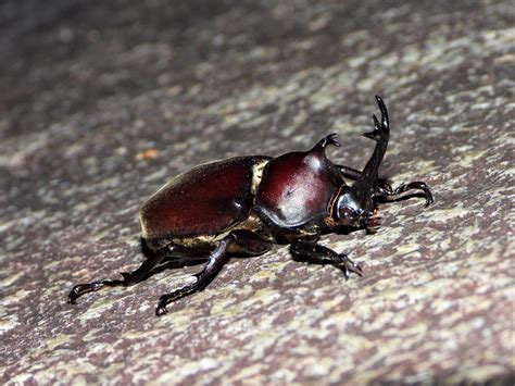 Japan Animals 的图像结果