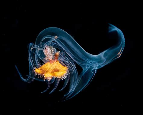 The Alien Wonders Of Blackwater Diving | Nature inFocus