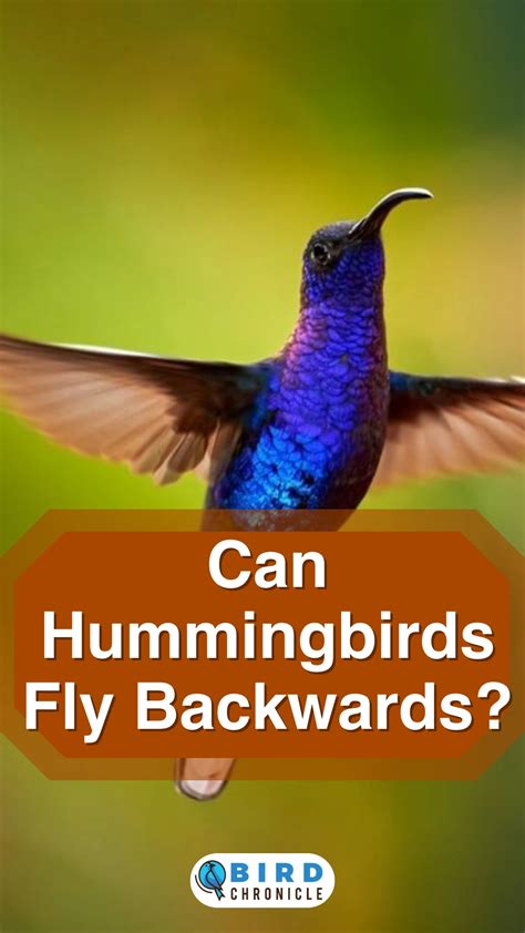 Can Hummingbirds Fly Backwards? (Explained)